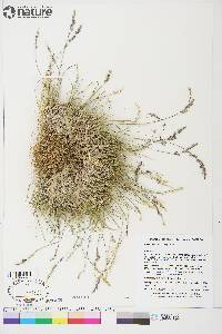 Poa hartzii image