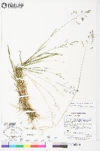 Poa arctica image