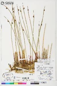 Juncus arcticus subsp. arcticus image