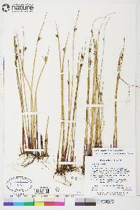 Juncus arcticus image