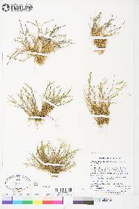 Puccinellia tenella subsp. langeana image