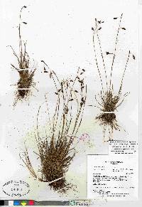 Carex capillaris image