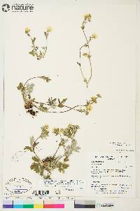 Potentilla arenosa image