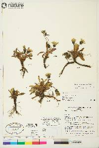 Taraxacum phymatocarpum image