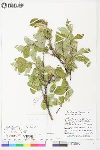 Salix richardsonii image