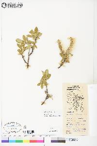 Salix richardsonii image