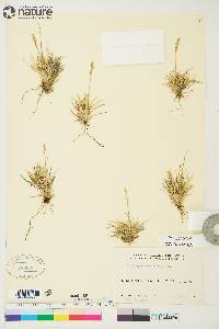 Deschampsia brevifolia image