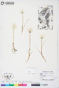 Eriophorum scheuchzeri image