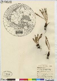 Woodsia glabella image