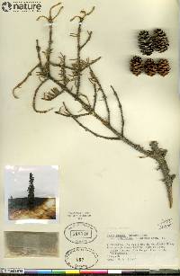 Picea glauca image