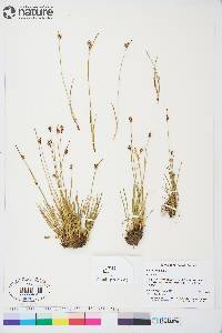 Juncus biglumis image