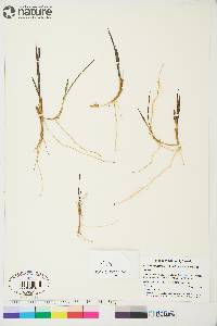 Arctagrostis latifolia subsp. latifolia image