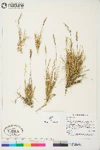 Poa hartzii image