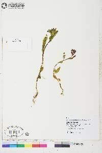 Epilobium alsinifolium image