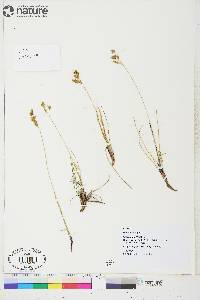 Anthoxanthum monticola subsp. alpinum image