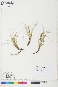 Carex bigelowii image