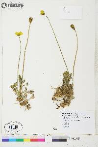 Papaver radicatum subsp. radicatum image