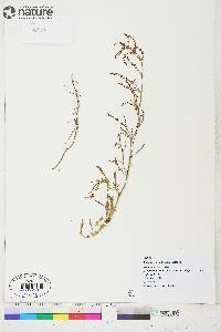 Rumex acetosella subsp. acetosella image
