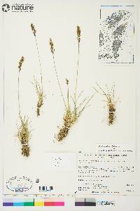 Deschampsia brevifolia image