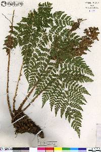 Dryopteris expansa image