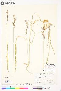 Bromus pumpellianus image