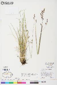 Festuca altaica image