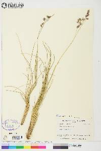 Festuca altaica image