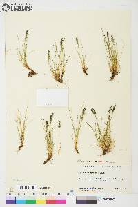 Festuca baffinensis image