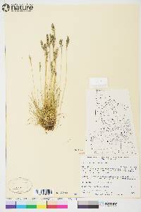 Festuca baffinensis image