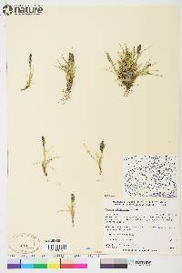 Festuca baffinensis image