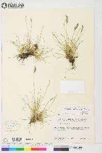 Festuca baffinensis image