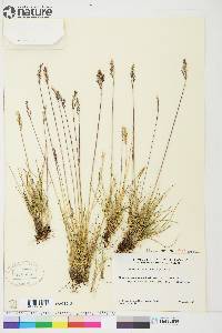 Festuca baffinensis image