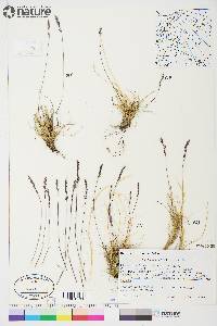 Festuca brachyphylla image