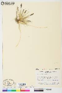 Festuca baffinensis image