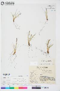 Festuca brachyphylla image