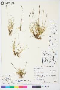 Festuca brachyphylla image