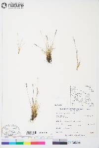 Festuca brachyphylla image