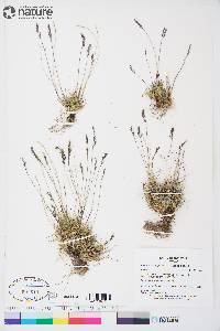 Festuca brachyphylla image