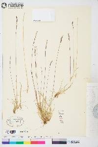 Festuca brachyphylla image