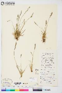 Festuca brachyphylla image