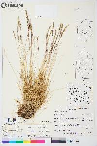 Festuca brachyphylla image