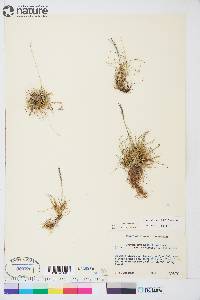 Festuca brachyphylla image