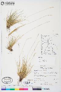 Festuca brachyphylla image