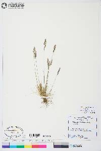 Festuca brevissima image