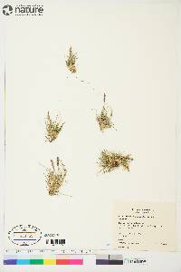 Festuca edlundiae image