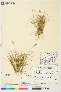 Festuca edlundiae image