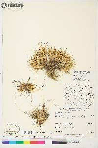 Festuca edlundiae image