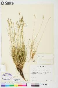 Festuca brachyphylla image