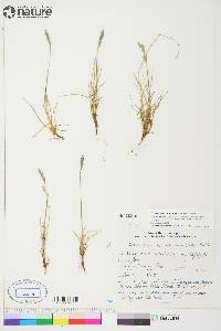 Festuca rubra image