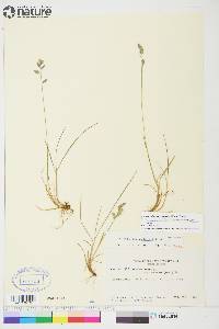 Festuca rubra subsp. arctica image